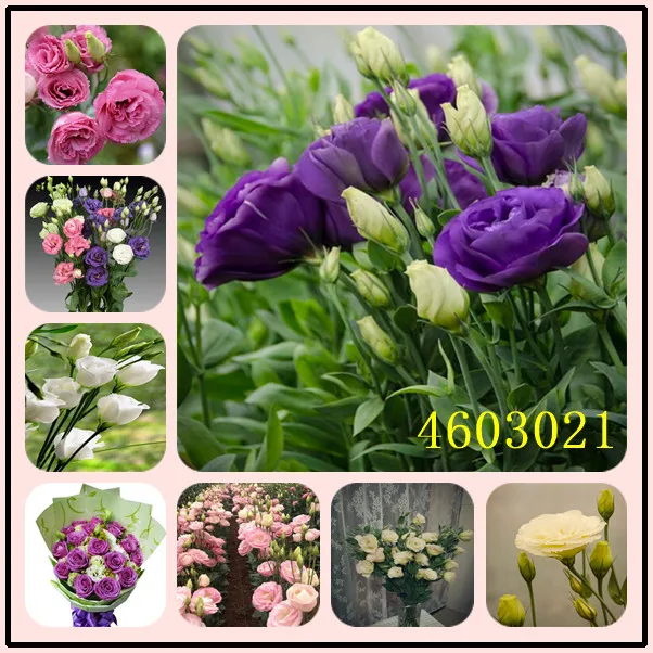 100 PCS Eustoma Perennial Flowering Plants Balcony Potted Flowers,Lisianthus for Pot Planters Survival rate is very high
100 PCS Eustoma Perennial Flowering Plants Balcony Potted Flowers,Lisianthus for Pot Planters Survival rate is very high