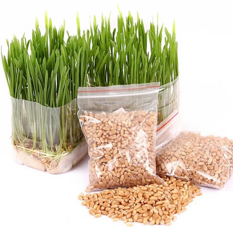 

Lots Seeds 800/1600pcs Harvested Cat Grass Organic Bonsai With Growing Guide Seeds