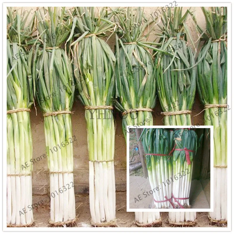 101 pcs/bag giant green onion Plants Organic Plantas vegetables Kitchen ingredients bonsai pot plant for home garden easy to gr
101 pcs/bag giant green onion Plants Organic Plantas vegetables Kitchen ingredients bonsai pot plant for home garden easy to gr