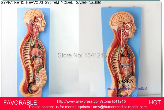 NERVOUS SYSTEM,SYMPATHETIC NERVOUS SYSTEM MODEL,HUMAN NERVOUS SYSTEM MODEL,ANATOMICAL SYMPATHETIC NERVOUS MODEL-GASEN-NSJ008
NERVOUS SYSTEM,SYMPATHETIC NERVOUS SYSTEM MODEL,HUMAN NERVOUS SYSTEM MODEL,ANATOMICAL SYMPATHETIC NERVOUS MODEL-GASEN-NSJ008