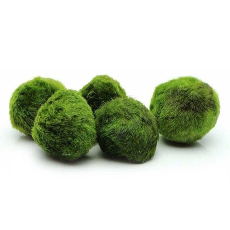 Aquarium Moss Fish Aquarium Alive Live Fishes Plants Aquaristics Shrimp Aquarium Moss Ball Water Grass Shrimp Water Grass Balls
Aquarium Moss Fish Aquarium Alive Live Fishes Plants Aquaristics Shrimp Aquarium Moss Ball Water Grass Shrimp Water Grass Balls