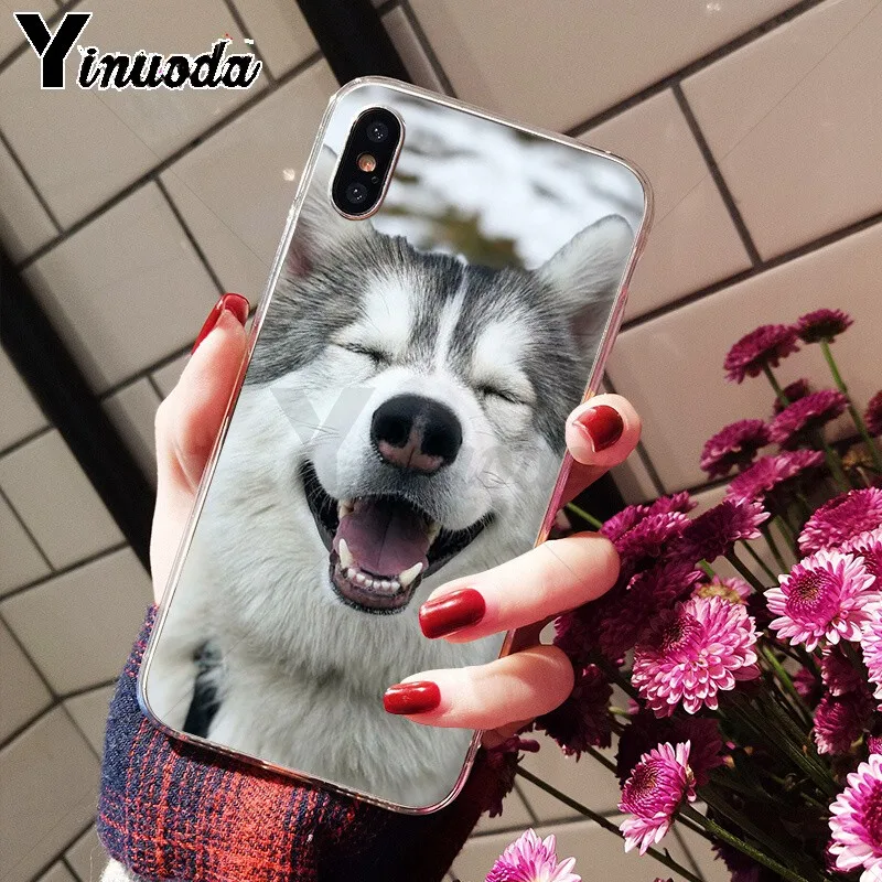 Animal Husky cute Puppy Dog