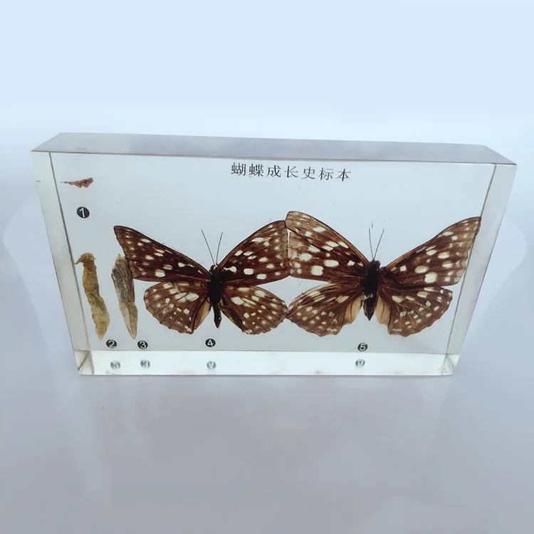 Silkworm Chrysalis Into Butterflies Development Process Specimen Model Animal Growth History Specimens Biologic Teaching Aids
Silkworm Chrysalis Into Butterflies Development Process Specimen Model Animal Growth History Specimens Biologic Teaching Aids