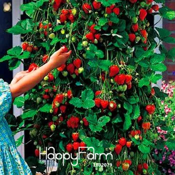 YHNOO 100 PCS Tree Climbing Strawberry Seeds Courtyard