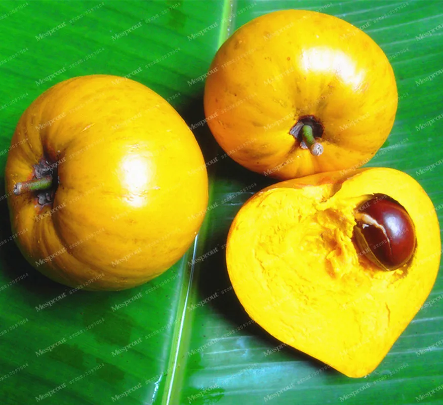 Compra planta de flor de huevo online al por mayor de