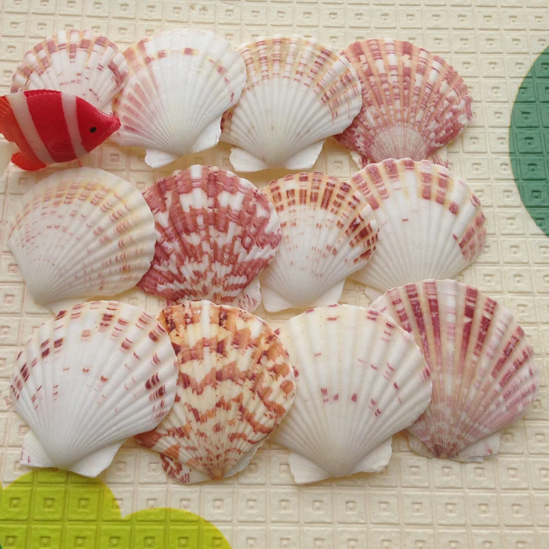 20pcs/lot For dec oration shell natural conch color shell multicolour escallop 4-7cm yangtz fish tank decoration sea conch
20pcs/lot For dec oration shell natural conch color shell multicolour escallop 4-7cm yangtz fish tank decoration sea conch