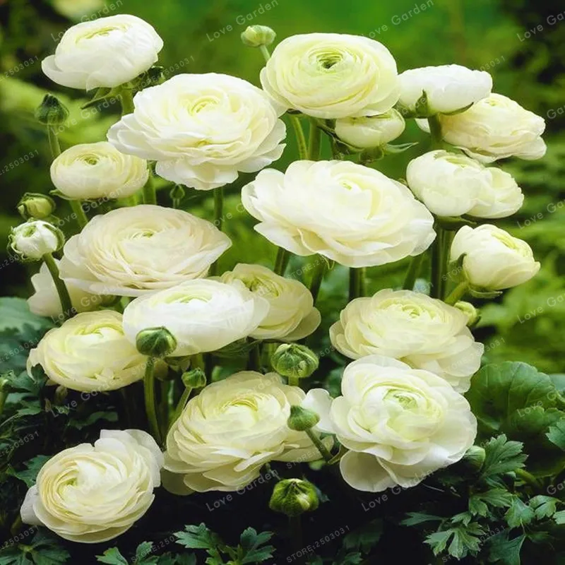 100 Pcs White Ranunculus Bonsai Diy Potted Plants Bonsai Germination Rate Of 95% For Home Garden Indoor Bonsai Plants
100 Pcs White Ranunculus Bonsai Diy Potted Plants Bonsai Germination Rate Of 95% For Home Garden Indoor Bonsai Plants