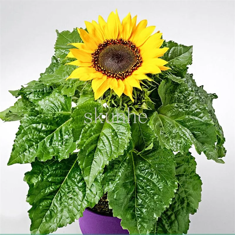 bonsai High-yield melon potted short edible sunflower ornamental garden dwarf head oil sunflower 20pcs(xiang ri kui)
bonsai High-yield melon potted short edible sunflower ornamental garden dwarf head oil sunflower 20pcs(xiang ri kui)