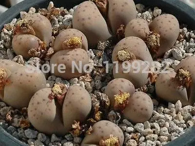 100% Genuine Lithops dinteri ssp frederici C180 - 100 pcs - Living Stones Succulent Plant * Free Shipping
100% Genuine Lithops dinteri ssp frederici C180 - 100 pcs - Living Stones Succulent Plant * Free Shipping