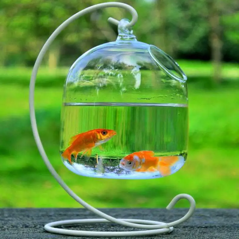 SOLEDI Transparent Hanging Glass Vase Container Terrarium Plant Flower Pot Vase Decoration Home Decor without iron stander
SOLEDI Transparent Hanging Glass Vase Container Terrarium Plant Flower Pot Vase Decoration Home Decor without iron stander