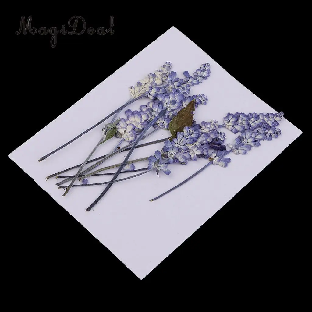 10pcs Beautiful Pressed Sage Flower Dried Flowers for Art Craft Scrapbooking Epoxy Resin Jewelry Making DIY Decorations