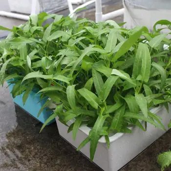 AsyPets 24 Holes Site Hydroponic Box Kit for Planters Seedling Vegetables Growing
AsyPets 24 Holes Site Hydroponic Box Kit for Planters Seedling Vegetables Growing