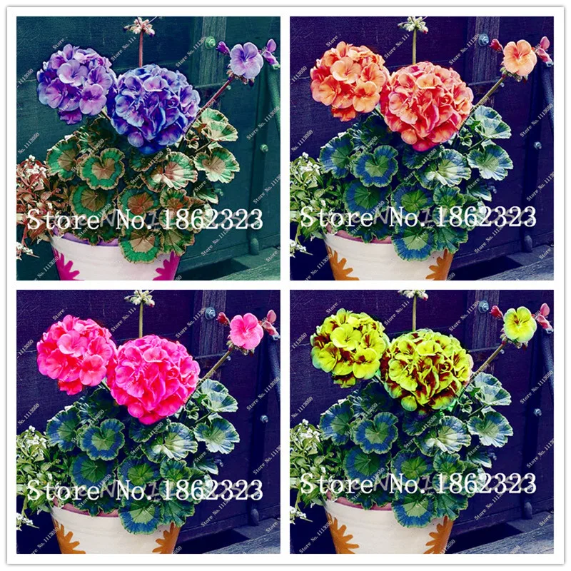 Hot sale 100 pcs Rare Geranium flores, Variegated Geranium Potted Garden Flower,perennial pelargonium Bonsai Potted Flower Plant
Hot sale 100 pcs Rare Geranium flores, Variegated Geranium Potted Garden Flower,perennial pelargonium Bonsai Potted Flower Plant
