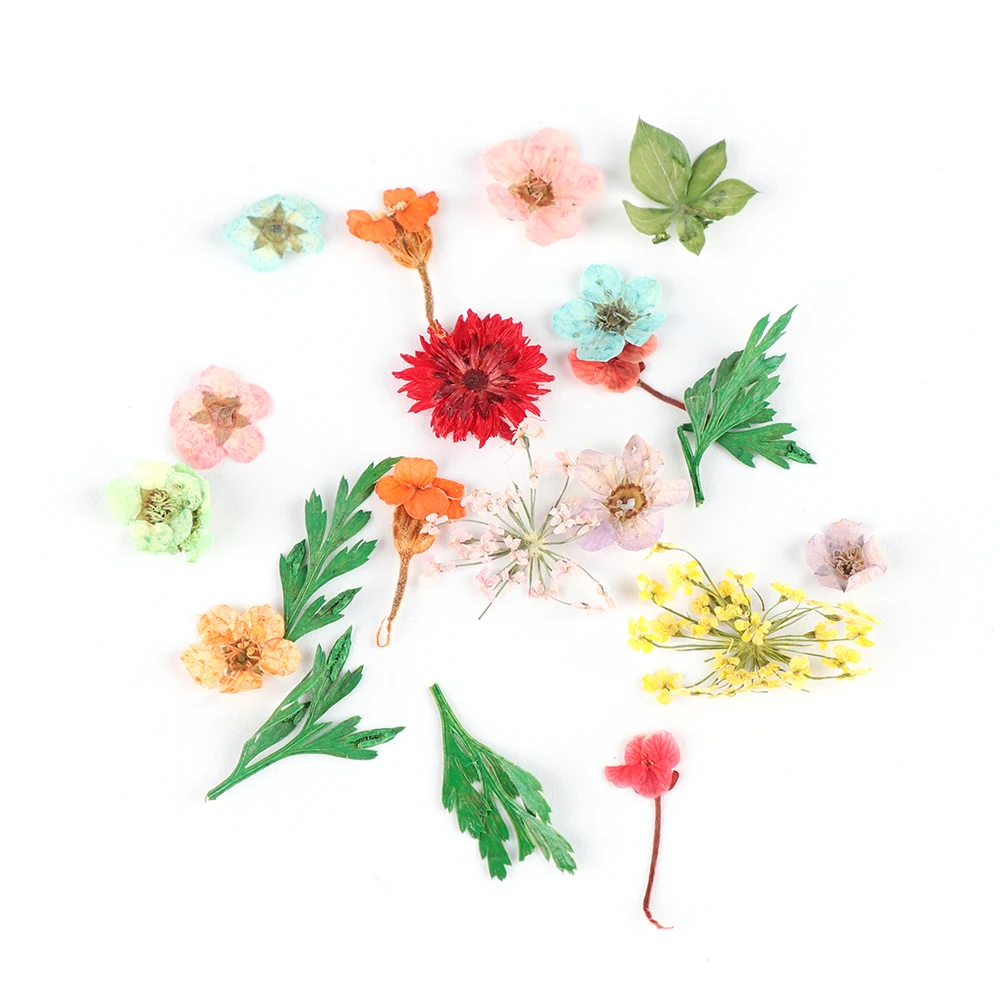 24PCS/Wheel Nail Art Decoration Dried Flower 3D Manicure Polish Summer Real Preserved Floral Leaf Mixed Dry Bloom Tips
24PCS/Wheel Nail Art Decoration Dried Flower 3D Manicure Polish Summer Real Preserved Floral Leaf Mixed Dry Bloom Tips