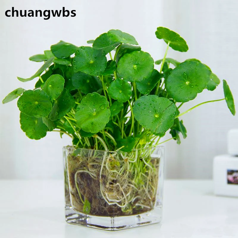 100pcs/bag Hydrocotyle Vulgaris l Plant potted organic green plant ornamental copper grass for home garden
100pcs/bag Hydrocotyle Vulgaris l Plant potted organic green plant ornamental copper grass for home garden