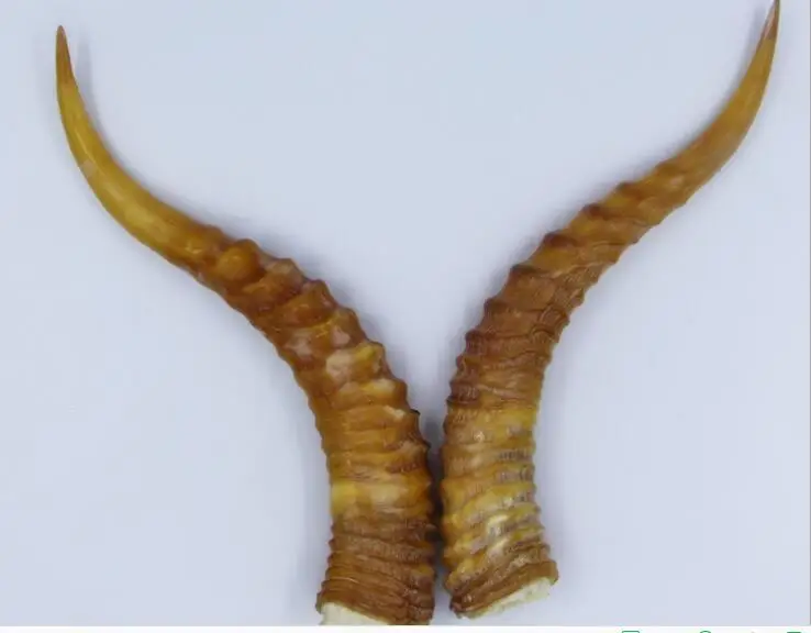 The three generation of natural wild goat horn DIY knife handle raw material yellow horns ornaments in the house
The three generation of natural wild goat horn DIY knife handle raw material yellow horns ornaments in the house