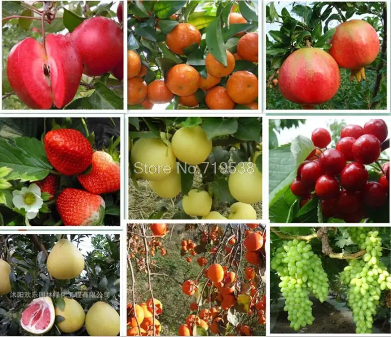 Apple pear grape fruit bonsai orange cantaloupe watermelon strawberry and so on 13 kinds of selection 10pcs/bag
Apple pear grape fruit bonsai orange cantaloupe watermelon strawberry and so on 13 kinds of selection 10pcs/bag