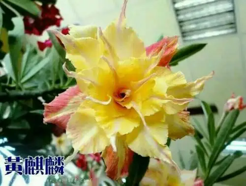 100% Fresh Real Adenium Obesum semillas - Bonsai Desert Rose Flower Plant Sementes S18-3
100% Fresh Real Adenium Obesum semillas - Bonsai Desert Rose Flower Plant Sementes S18-3