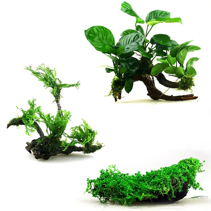 Water Grass Griftwood Floating Crystal Moss Line Fern String Wire Tie Aquarium Fish Tank Aquascape Landscape Aquatic Live Plant
Water Grass Griftwood Floating Crystal Moss Line Fern String Wire Tie Aquarium Fish Tank Aquascape Landscape Aquatic Live Plant