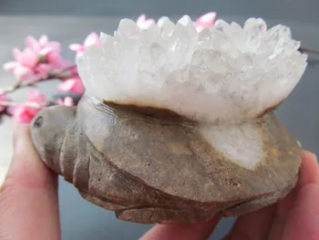 504g Natural White Vug Tortoise Ore Stones Crystal Specimens Healing Home Decorations Furnishing Articles Crafts Carving
504g Natural White Vug Tortoise Ore Stones Crystal Specimens Healing Home Decorations Furnishing Articles Crafts Carving