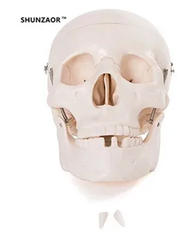 1: 1 skull human skeleton model skull bones cranium skull Resin Replica Medical Model Lifesize
1: 1 skull human skeleton model skull bones cranium skull Resin Replica Medical Model Lifesize