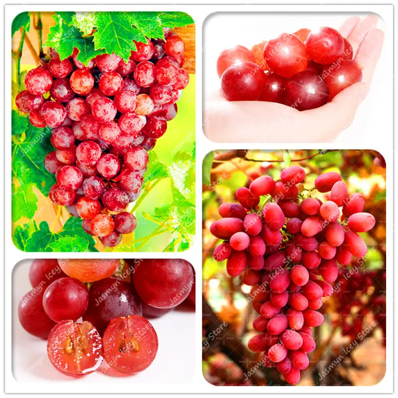 50 Pcs Red Pearl Raisin Fruit Tree Bonsai Orchard Sweet Grape Tree Farm Outdoor Bonsai Plants Potted for Home Garden Supplies
50 Pcs Red Pearl Raisin Fruit Tree Bonsai Orchard Sweet Grape Tree Farm Outdoor Bonsai Plants Potted for Home Garden Supplies