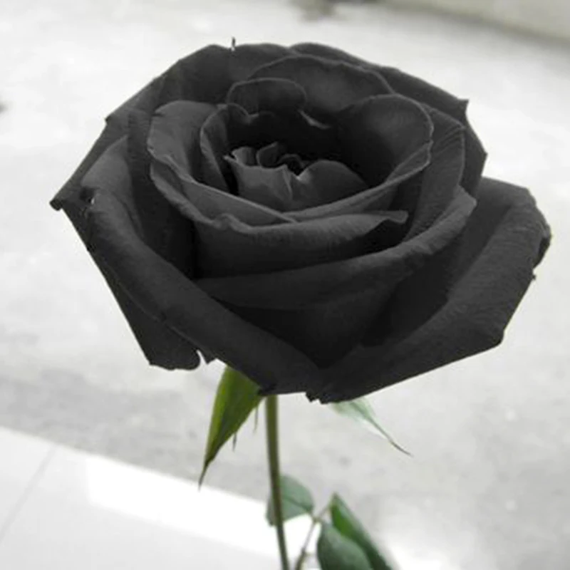 100 Black Rose --Long Stem, rare color, DIY Home Garden Potted ,Balcony & Yard Flower Plant
100 Black Rose --Long Stem, rare color, DIY Home Garden Potted ,Balcony & Yard Flower Plant
