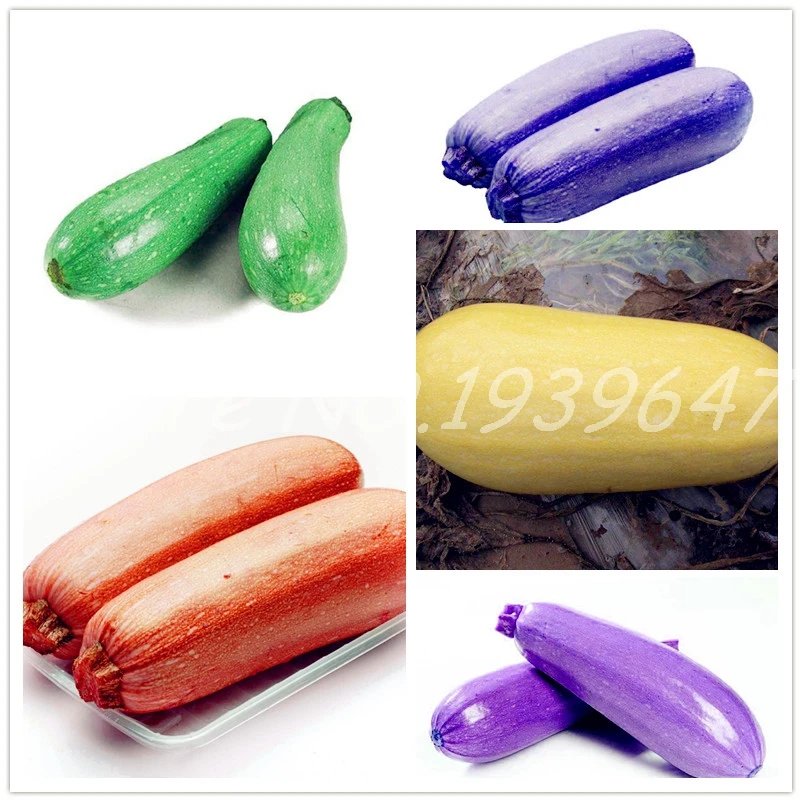100 pcs Rare Summer Squash Bonsai Organic Heirloom Bonsai Zucchini Bonsai Vegetable Rruit Bonsai Potted Plant For Home Garden
100 pcs Rare Summer Squash Bonsai Organic Heirloom Bonsai Zucchini Bonsai Vegetable Rruit Bonsai Potted Plant For Home Garden