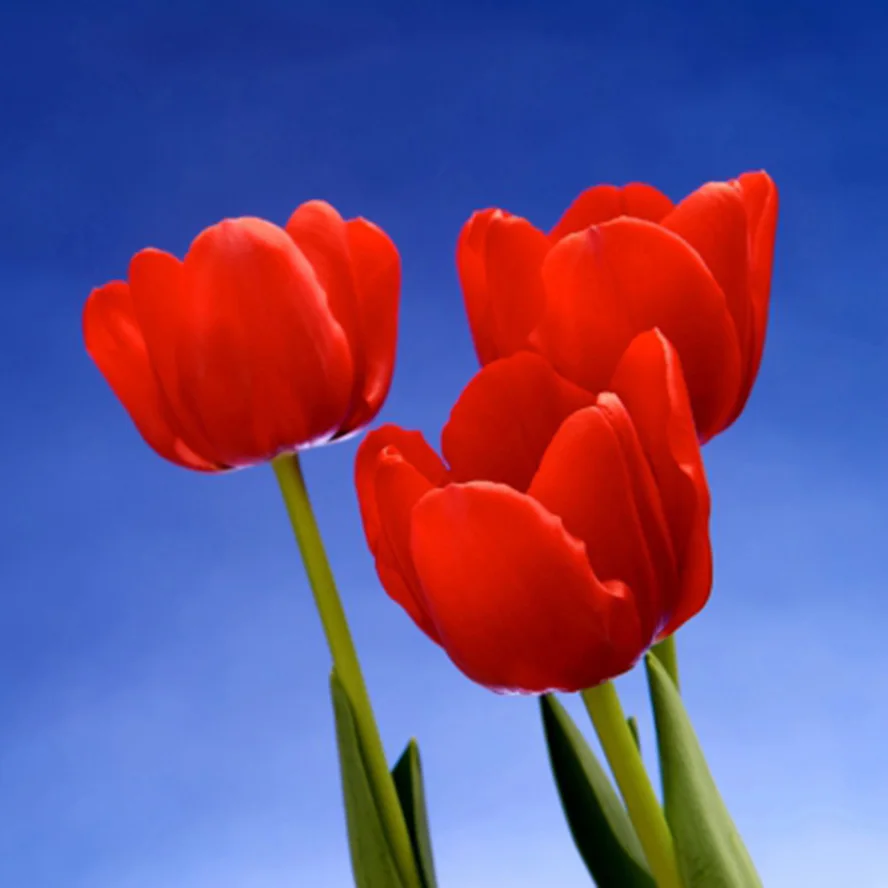 Diamond Embroidery Paintings Rhinestone Pasted diy Diamond Mosaic printed classic Red tulip flower picture handcrafts DW390
Diamond Embroidery Paintings Rhinestone Pasted diy Diamond Mosaic printed classic Red tulip flower picture handcrafts DW390