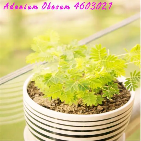 big sale! 20 / pcs exotic mimosa flowers leaves shy grass sensitive bonsai plants perennial potted family garden free shipping
big sale! 20 / pcs exotic mimosa flowers leaves shy grass sensitive bonsai plants perennial potted family garden free shipping
