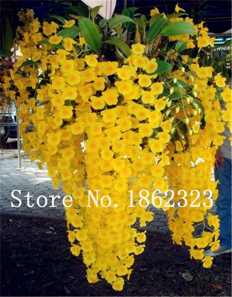 New Rushed Indoor Plants Sementes 100 pcs Cymbidium Maxillaria Goeringii Noble Orchid bonsai Perennial Herb Land Miracle
New Rushed Indoor Plants Sementes 100 pcs Cymbidium Maxillaria Goeringii Noble Orchid bonsai Perennial Herb Land Miracle