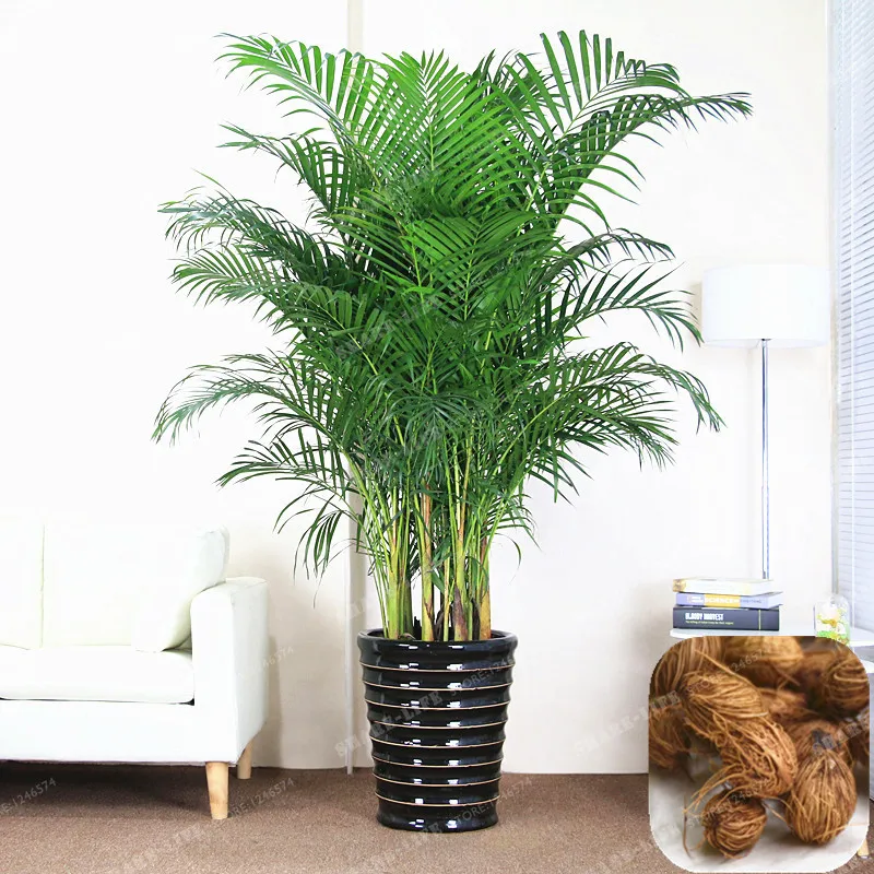Chrysalidocarpus Lutescens Bonsai Rare Areca Palm Bonsai Indoor Butterfly Palm Bonsai DIY Home Garden Plants 5 Pcs/Bag
Chrysalidocarpus Lutescens Bonsai Rare Areca Palm Bonsai Indoor Butterfly Palm Bonsai DIY Home Garden Plants 5 Pcs/Bag