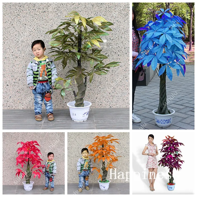 2 Pcs Mini Pachira Macrocarpa Bonsai, Mix Rare Money Tree Hawaiian Make Money Tree Bonsai Potted Tree Planta Lucky For You
2 Pcs Mini Pachira Macrocarpa Bonsai, Mix Rare Money Tree Hawaiian Make Money Tree Bonsai Potted Tree Planta Lucky For You