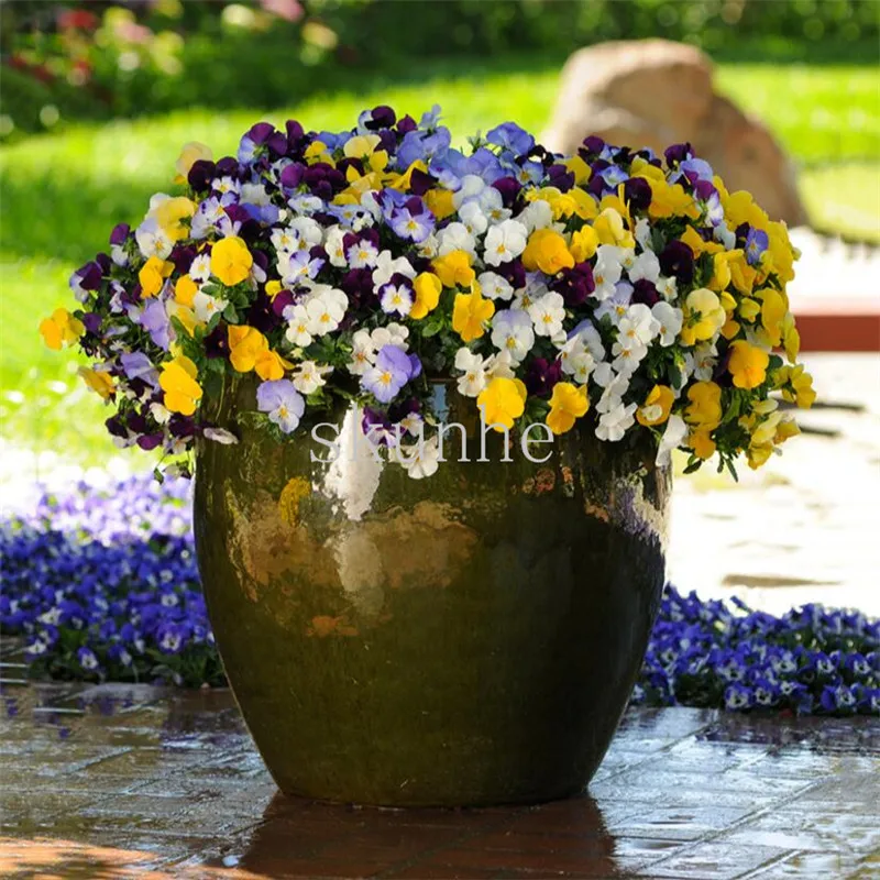 Pansy four seasons balcony potted flower bonsai spring and autumn flowers potted garden cat face pansies 10pcs(san se jin)
Pansy four seasons balcony potted flower bonsai spring and autumn flowers potted garden cat face pansies 10pcs(san se jin)
