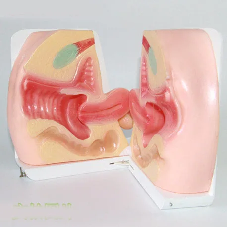 Female contraception guidance Model Female reproductive model inside and outside Vaginal model Genital model
Female contraception guidance Model Female reproductive model inside and outside Vaginal model Genital model