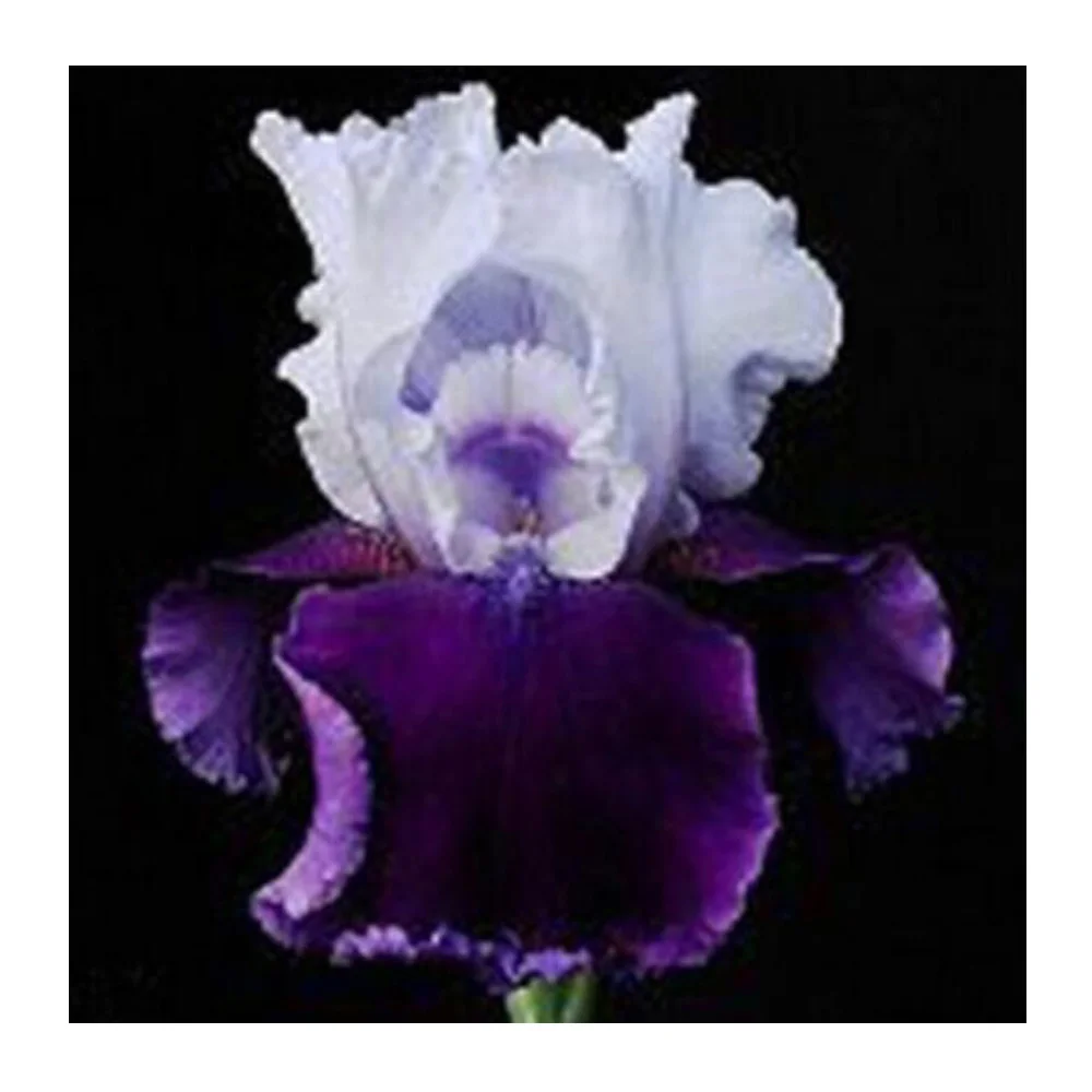 Квадратная картина из страз сделай сам Eustoma Grand florum с цветочным рисунком