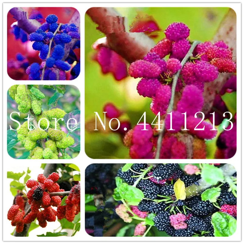 Big Promotion!!! 20 Pcs Black Mulberry Bonsai Morus Nigra Tree Garden Bush DIY Home Garden Free Shipping
Big Promotion!!! 20 Pcs Black Mulberry Bonsai Morus Nigra Tree Garden Bush DIY Home Garden Free Shipping