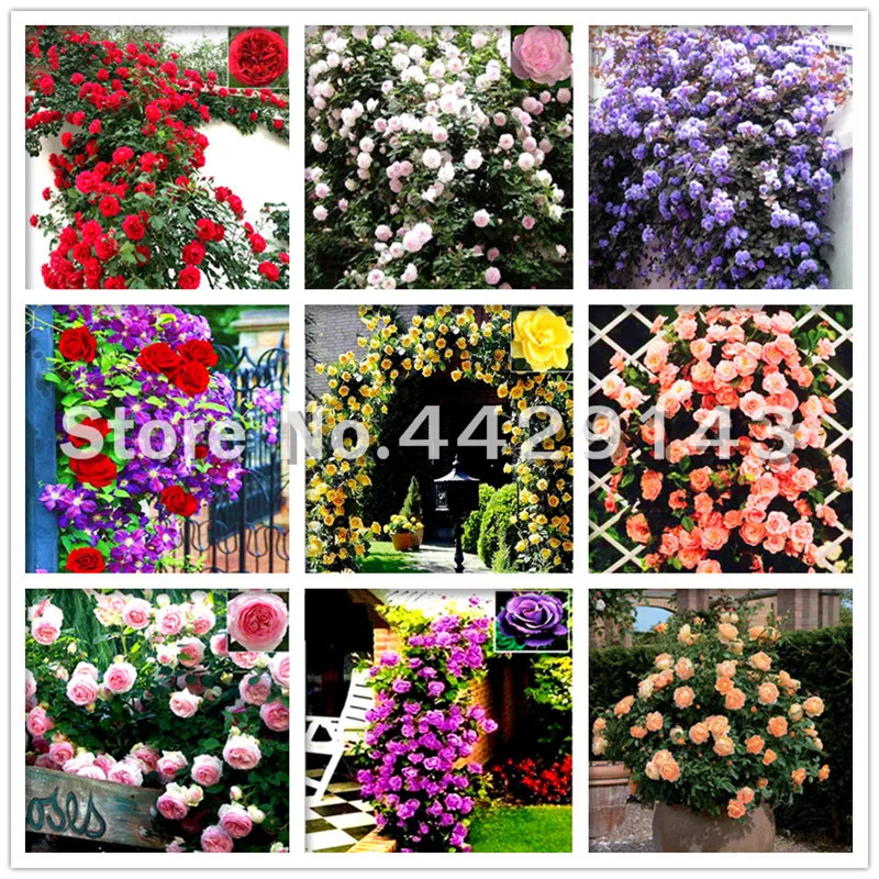 200pcs Climbing Rose Bonsai perennial Rose Flowers Plant Indoor Bonsai flower Rose tree Fragrant Climbing Plants For Home Garden
200pcs Climbing Rose Bonsai perennial Rose Flowers Plant Indoor Bonsai flower Rose tree Fragrant Climbing Plants For Home Garden