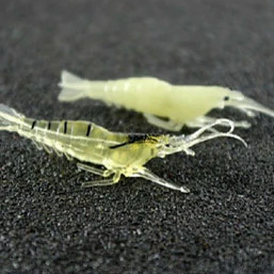 HOTSELL GOOD FISHING!! 10pcs fishing soft lure 5CM/1g Fishy Smell Shrimp Fishing Lure Soft lure Shrimps
HOTSELL GOOD FISHING!! 10pcs fishing soft lure 5CM/1g Fishy Smell Shrimp Fishing Lure Soft lure Shrimps
