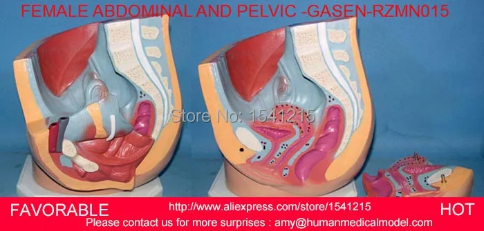 FEMALE GENITOURINARY SYSTEM MODEL FEMALE PELVIC ANATOMY FEMALE GENITAL UTERUS MODEL ,FEMALE ABDOMINAL AND PELVIC-GASEN-RZMN015
FEMALE GENITOURINARY SYSTEM MODEL FEMALE PELVIC ANATOMY FEMALE GENITAL UTERUS MODEL ,FEMALE ABDOMINAL AND PELVIC-GASEN-RZMN015