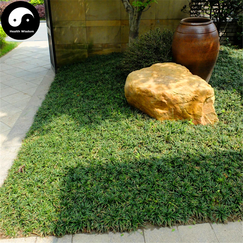 Buy Evergreen Grass Semente 800pcs Plant Low Ophiopogon Japonicus Lawn Grass
Buy Evergreen Grass Semente 800pcs Plant Low Ophiopogon Japonicus Lawn Grass