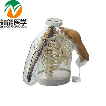 BIX-H30 Alarming System Comparison Demonstration Upper-Arm Intramuscular Injection Model W152
BIX-H30 Alarming System Comparison Demonstration Upper-Arm Intramuscular Injection Model W152