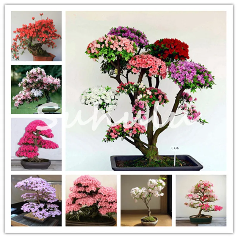 Rare Sakura Bonsai Flower Dwarf japanese Cherry Blossoms Tree Cherry Blossom Bonsai Plants For Home Garden Bonsai 10 Pcs
Rare Sakura Bonsai Flower Dwarf japanese Cherry Blossoms Tree Cherry Blossom Bonsai Plants For Home Garden Bonsai 10 Pcs