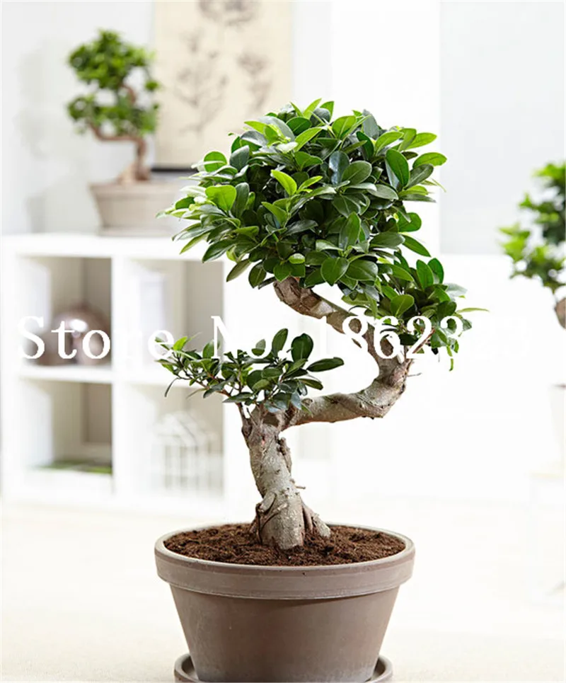 1Bag=15pcs Sale Fig bonsai Balcony Potted Delicious Fruit plant Fig Tree Ficus Carica Bonsai Home & Garden Plants Free Shipping
1Bag=15pcs Sale Fig bonsai Balcony Potted Delicious Fruit plant Fig Tree Ficus Carica Bonsai Home & Garden Plants Free Shipping