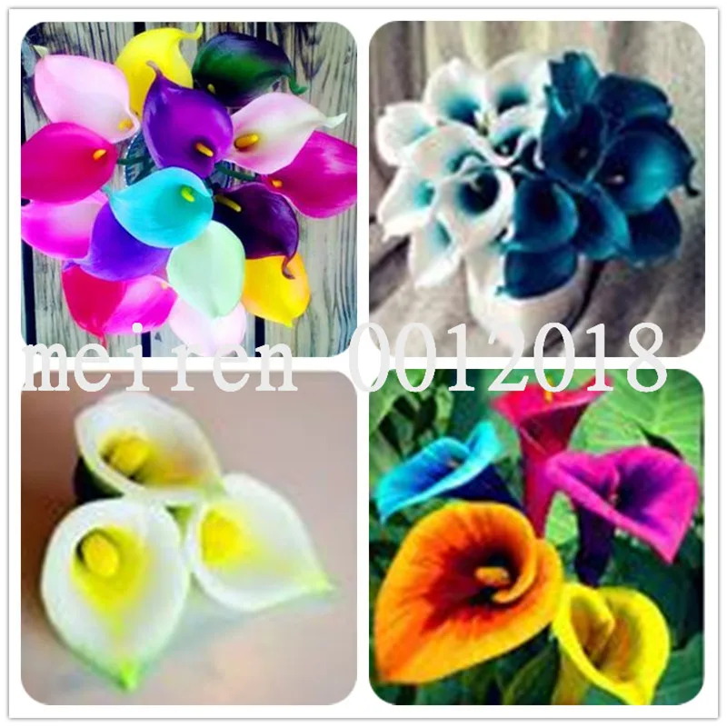 100 pcs Calla Lily Bonsai Imported From Holland,Calla Lily Seedlings-Rare Plants Flowers Home Gardening DIY Garden Supplies
100 pcs Calla Lily Bonsai Imported From Holland,Calla Lily Seedlings-Rare Plants Flowers Home Gardening DIY Garden Supplies