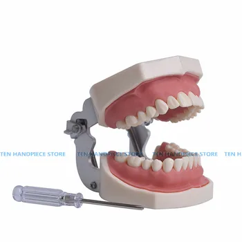 2019 good quality 1 pcs Oral preparation model Simulated tooth model Stomatological examination teaching soft gums
2019 good quality 1 pcs Oral preparation model Simulated tooth model Stomatological examination teaching soft gums