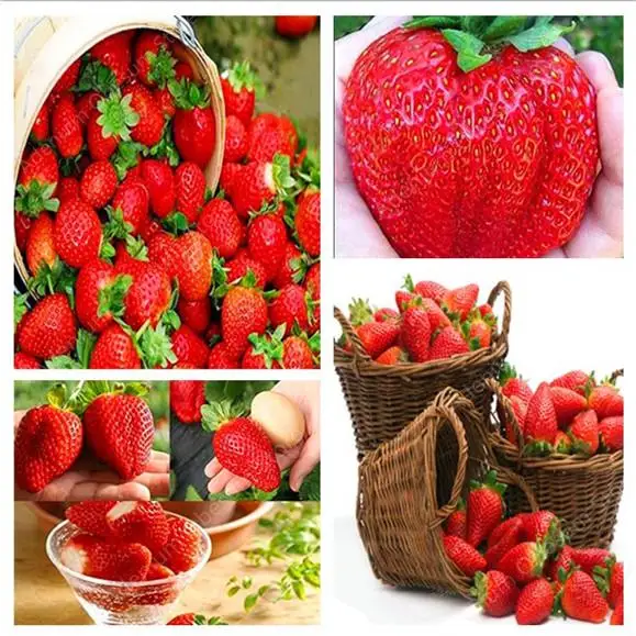 Discount! 200pcs Giant Strawberry Bonsai Super Big Red Strawberry Fruit Bonsai Delicious Bonsai Plant Gift Garden Free Shipping
Discount! 200pcs Giant Strawberry Bonsai Super Big Red Strawberry Fruit Bonsai Delicious Bonsai Plant Gift Garden Free Shipping