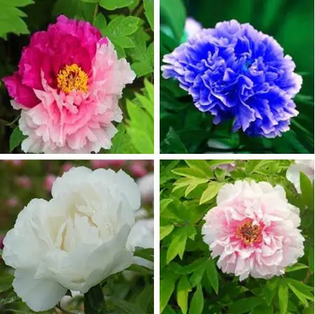 Sale! 5 pcs/bag Peony Flower, Peony flower Bonsai Chinese rose beautiful bonsai potted plant for home garden Easy to Grow
Sale! 5 pcs/bag Peony Flower, Peony flower Bonsai Chinese rose beautiful bonsai potted plant for home garden Easy to Grow