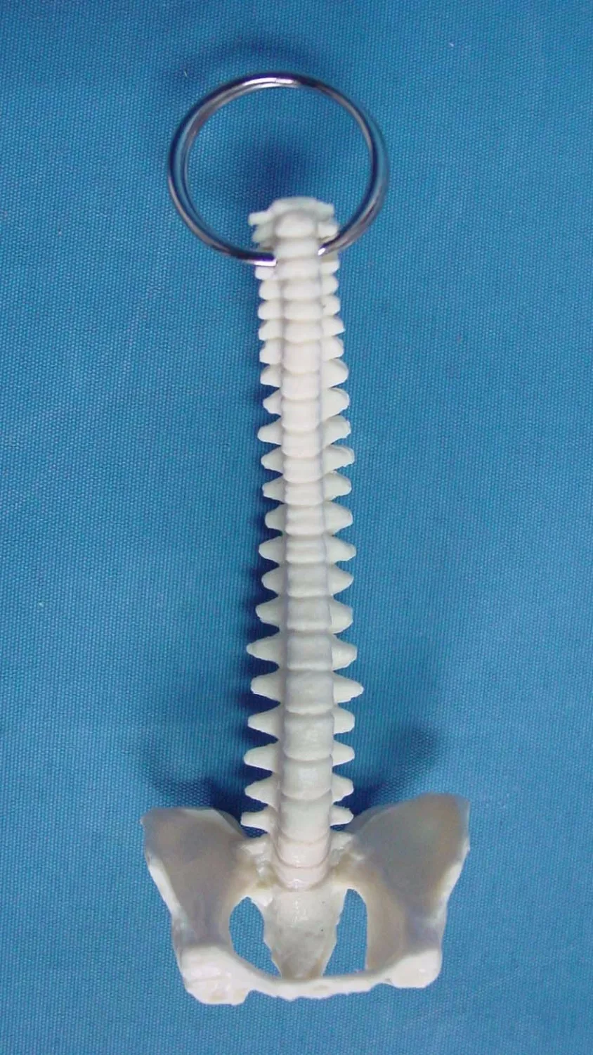 Mini Female anatomy Human spine model skeleton throat anatomical Anatomy Skull Sculpture Head body model Muscle Bone Artist
Mini Female anatomy Human spine model skeleton throat anatomical Anatomy Skull Sculpture Head body model Muscle Bone Artist