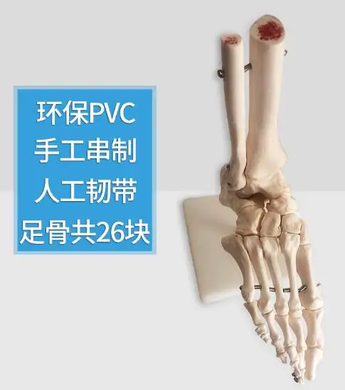 Foot joint model foot bone model foot bone model foot bone structure model PVC
Foot joint model foot bone model foot bone model foot bone structure model PVC